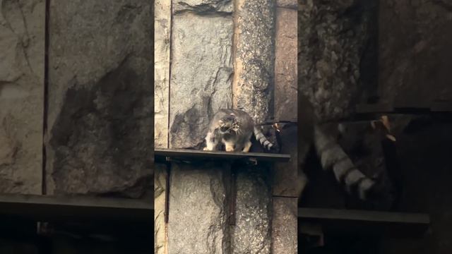 Ленивый день🙈Знакомо? #манул смотреть онлайн