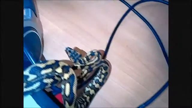 Morelia Spilota 2 (Mordicchio) смотреть онлайн