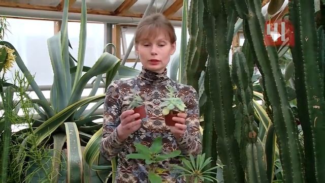 Как ухаживать за кактусами зимой смотреть онлайн