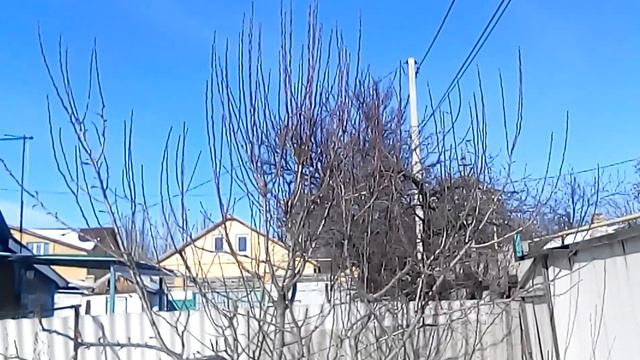 груша до обрезки смотреть онлайн