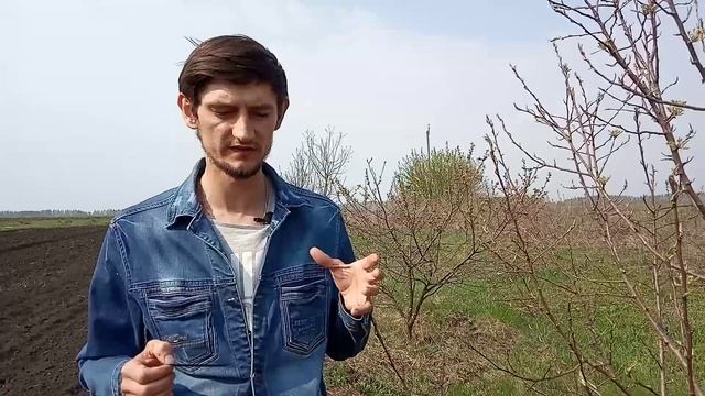 Буйлововидная цикада.? Поражение и способы борьбы.? смотреть онлайн