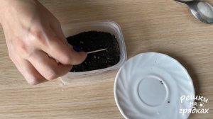 Бальзамин выращивание из семян Особенности посева и ухода за всходами бальзамина