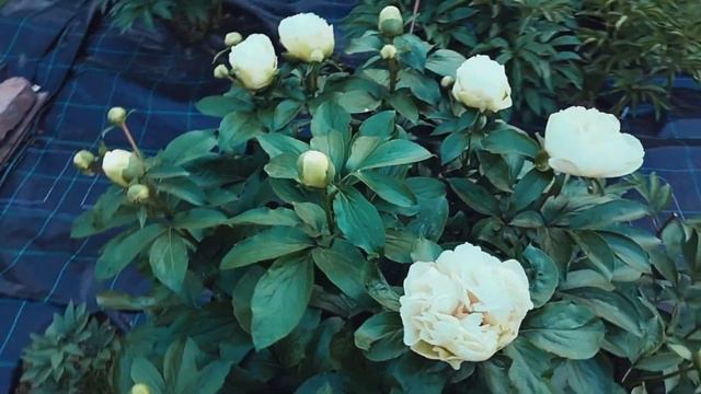 Peony Appleton house (Эпплтон хаус). Александра Спасская. смотреть онлайн