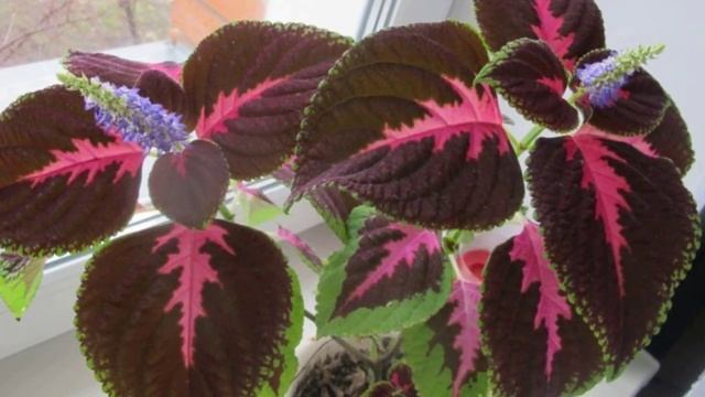 Прищипка, обрезка, омоложение колеуса. смотреть онлайн