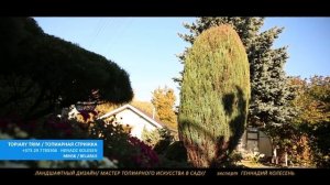 СКАЛЬНЫЙ МОЖЖЕВЕЛЬНИК  БЛЮ ЭРРОУ| @user-qs3ui4et9d | ОСЕНЬ ХВОЙНЫЙ САД | СТРИЖКА ТУИ | МИНСК | BELA