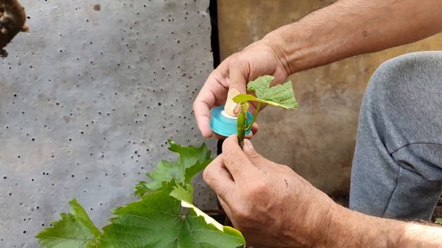 Прививка Винограда Зеленым в Зеленое. Способ Прививки в Расщеп. смотреть онлайн