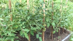 Томат Черри Блосэм никогда не подведет