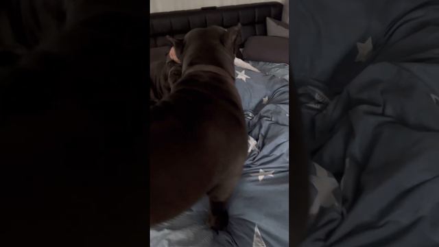 Титан🥰#tttt #canecorso #cane #канекорсо #canecorsoitaliano #канекорсоитальяно смотреть онлайн