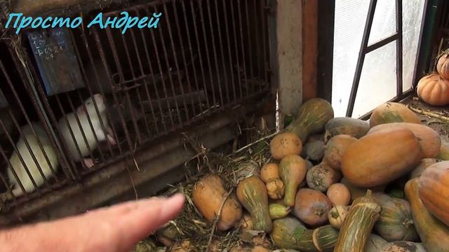 один день сельской жизни нутрия и пополнение в хозяйстве смотреть онлайн