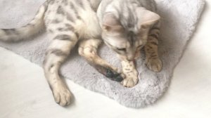 Играем с любимым котом. Бенгальский кот Вирсик