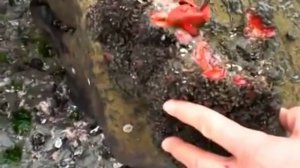 Живые камни, Асцидии. Животные из Чили.