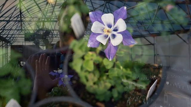 Aquilegia Caerulea Kirigami Deep Blue White Columbine смотреть онлайн