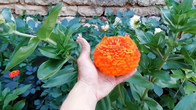 ФЛОКСЫ и ЛИЛЕЙНИКИ. Шикарные и обалденные в ЦВЕТУЩЕМ САДУ. смотреть онлайн