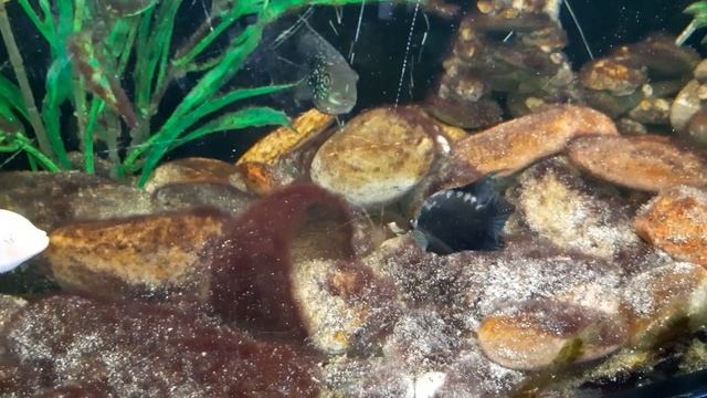 Охота на мальков цихлазомы в аквариуме. Родители защищают потомство. смотреть онлайн