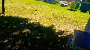 ПАСЕКА НА СВЯЗИ/НАЧАЛО ГЛАВНОГО ВЗЯТКА/БЕЛАРУСЬ,ЛЕСНАЯ ПАСЕКА