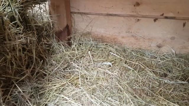 Крольчихи, которые гадят в маточник... смотреть онлайн