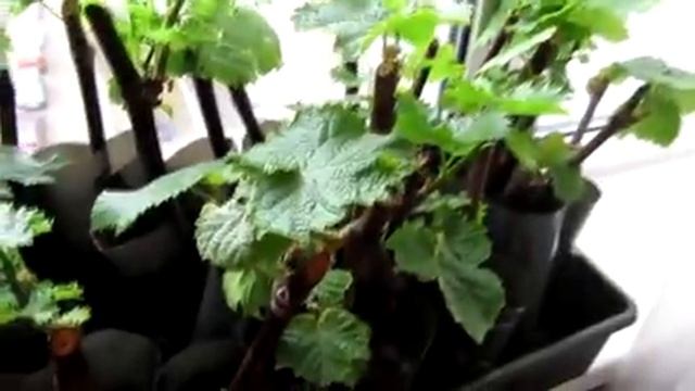 Виноград. Саженцы винограда. Уход за саженцами винограда. Свежие яблоки в апреле. Ответы на вопросы смотреть онлайн