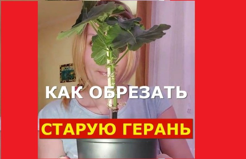 Как обрезать старую герань пеларгонию смотреть онлайн