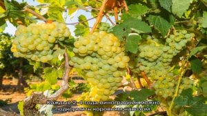 Сорт винограда кишмиш Русбол – лучший выбор для начинающих виноградарей