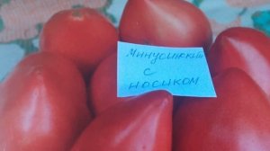 Семнадцать ЛУЧШИХ сортов МИНУСИНСКИХ томатов посажу в 2022 году.