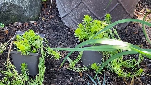 Fixing Focal Points in the Garden - Adding Structure Plants - Filling in with Edibles смотреть онлайн