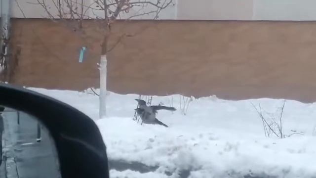 Ворона катается на ветке смотреть онлайн