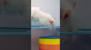 Удивительный хомячий лабиринт. Хомяк Боб #shots