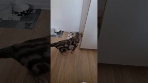 Иви кайфует от мяты 😅