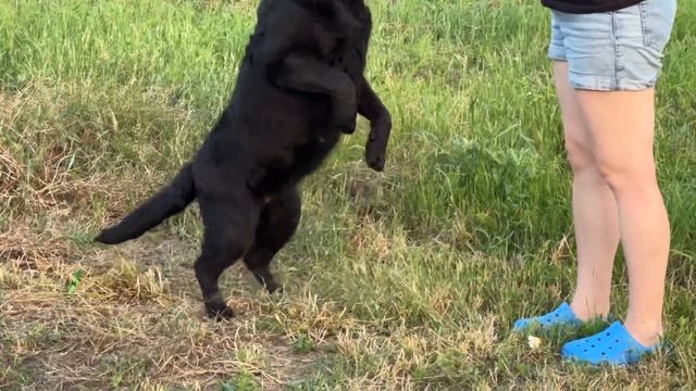 Красотка черный лабрадор Ната, 7,5 лет, чемпионка Ланвенг Чудесная Ночь смотреть онлайн