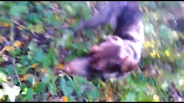 ОХОТА НА РЯБЧИКА С МАНКОМ смотреть онлайн