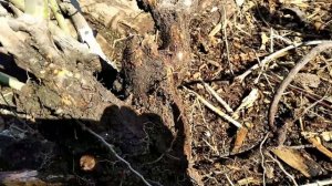 Пересадка и деление старой розы.