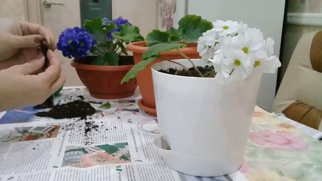 Мои чудесные примулы смотреть онлайн