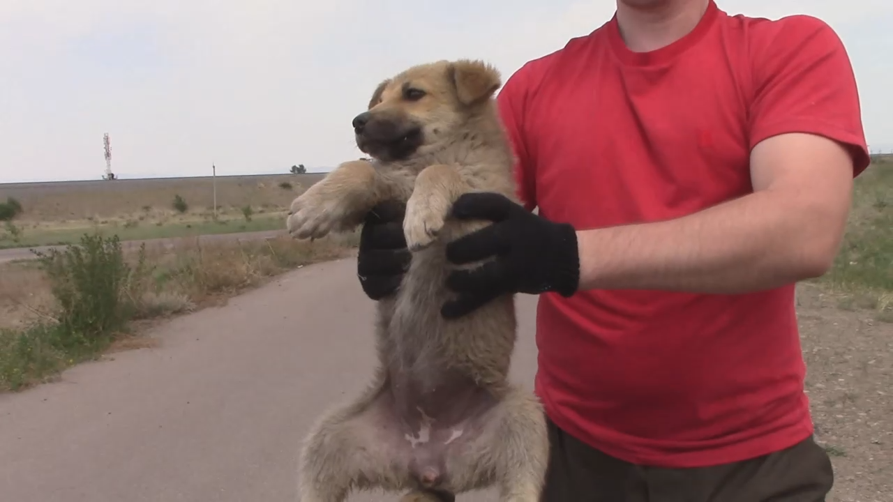 Щенки на кладбище... Часть 2.