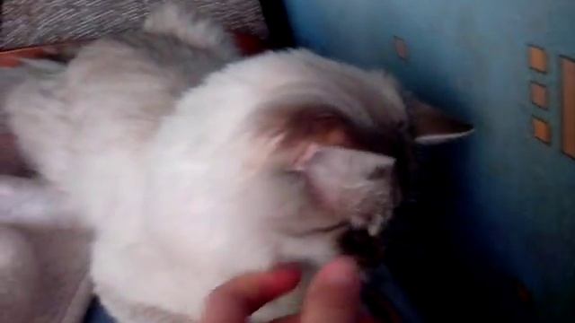 как заставить кота зевнуть) смотреть онлайн