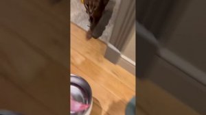 Домашний каракал