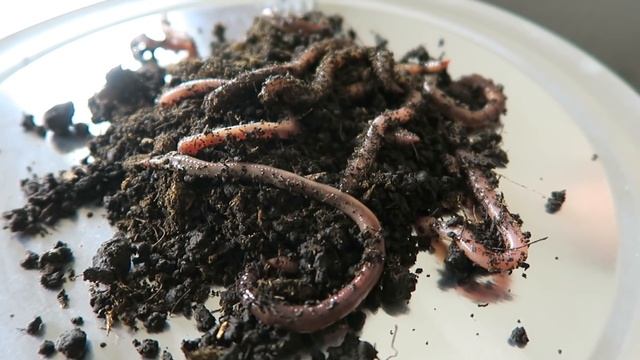 ОБЫЧНАЯ ЕДА ПРОТИВ МАРМЕЛАДА! Real Food vs Gummy Food Challenge смотреть онлайн