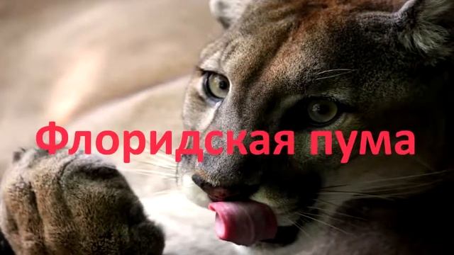 САМЫЕ УДИВИТЕЛЬНЫЕ ЖИВОТНЫЕ МИРА! смотреть онлайн