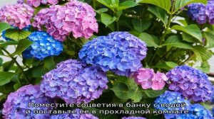 Как засушить гортензию для зимнего букета — сохраняем сочные летние краски