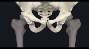 Таз (Pelvis) 3D Анатомия