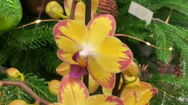 Красивая витрина с орхидеями в Оби. Попугай, Викторио, Африканский Закат, Скроппино ... смотреть онлайн