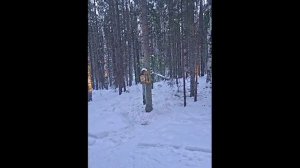 Голос белоспинного дятла