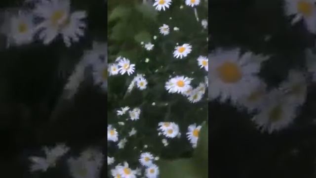 Нивяник в июле смотреть онлайн