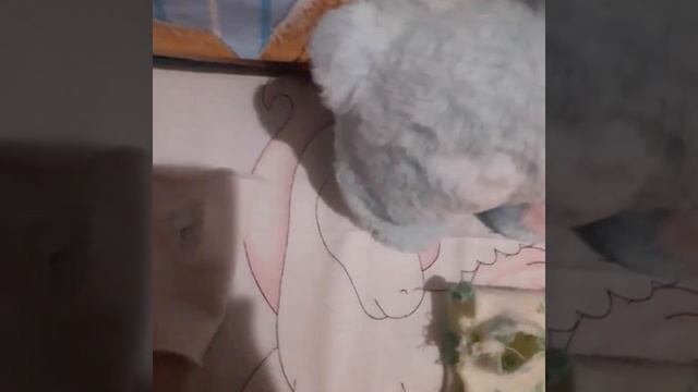 Мы с Разноцветяй убираем а Куки Кука и Пушок спят