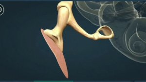 Слуховой анализатор. Ухо. Наружное ухо,среднее ухо,раковина. Слуховые доли коры.