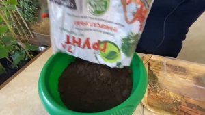 ПОСЕВ И ВЫРАЩИВАНИЕ ТОМАТОВ БЕЗ ПИКИРОВКИ! ЗАБЫТЫЙ СПОСОБ