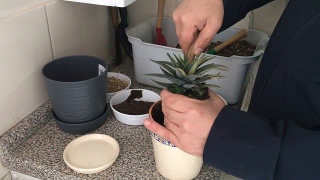 Transplante, sustrato, suculentas. смотреть онлайн