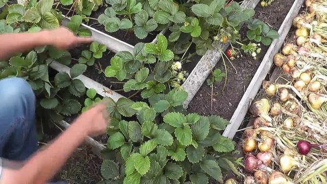 Садовая земляника(клубника) в грядке-пирамиде смотреть онлайн