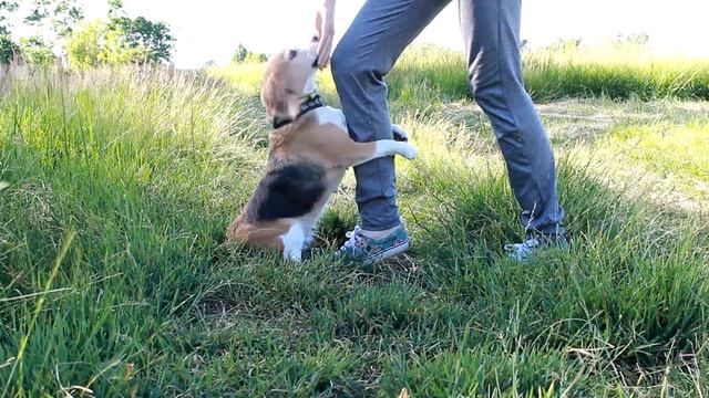 Как научить собаку команде обними | Секреты дрессировки | Бигль Ксена смотреть онлайн