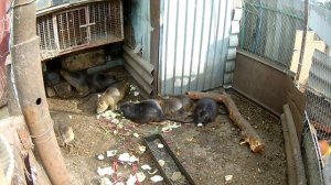 В каком возрасте комплектовать семьи нутрий