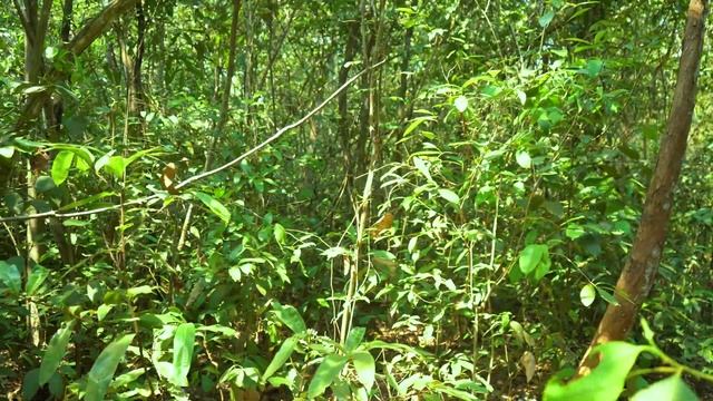 Making Powerful Crossbowfishing From Whole Umbrella | DIY Crossbowfishing смотреть онлайн